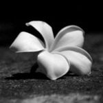 plumeria La Boîte à Outils pour Écrivains